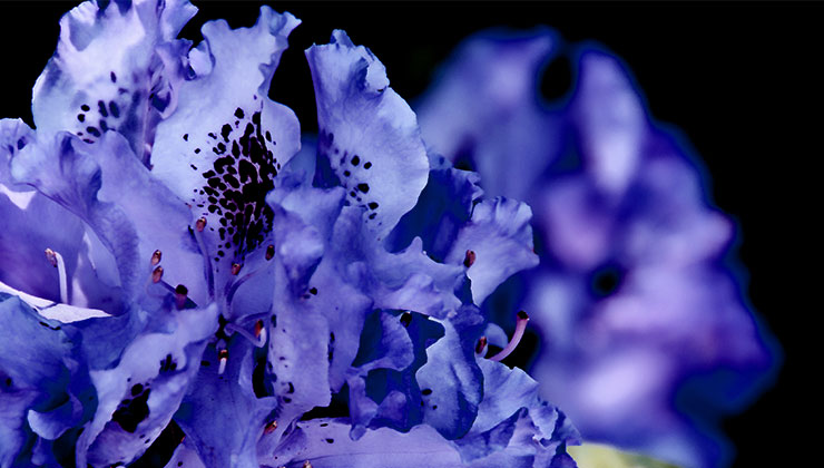 5 כללים לבחירת מגלשי סקי